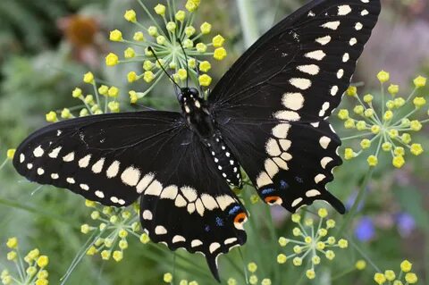 Giant Swallowtail Butterfly Alert!!! Swallowtail butterfly, 