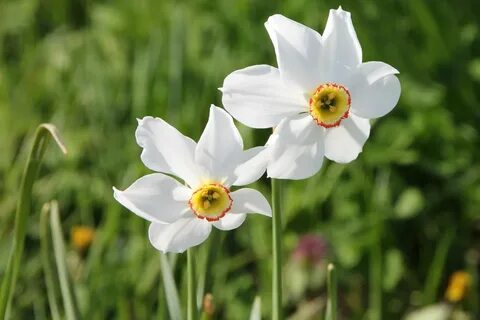 Нарцисс Цветы Сад - Бесплатное фото на Pixabay