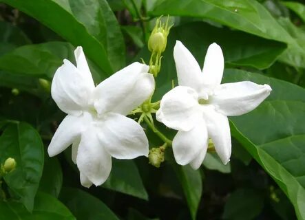 Sampaguita (Philippines national flower) Flowers, Sampaguita