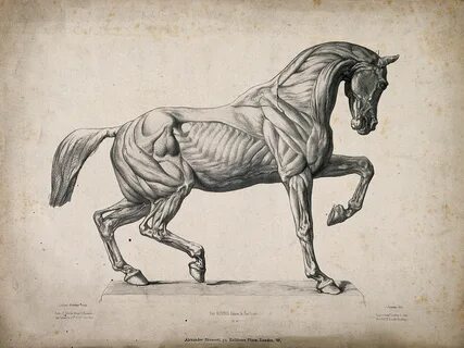 Horse drawings, Horse anatomy, Horse sketch