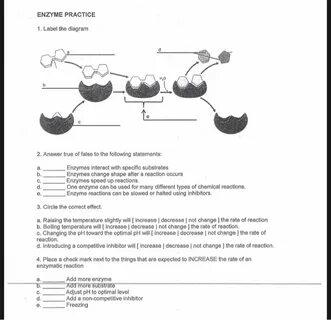 ✔ ️Enzyme Practice Worksheet Answers Free Download Question2a