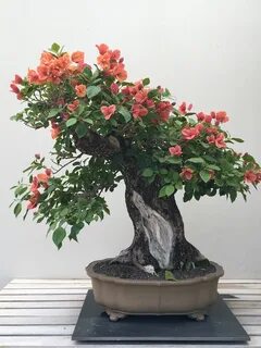 Gorgeous Bouganvillea blooms on bonsai at National Arboretum