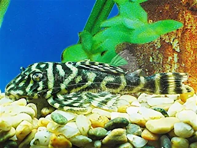 Fresh Water Fish - L number Plecos - Sunbeam Aquarium Singap