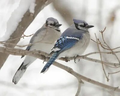 The Bluejay's Blue jay, Blue jay bird, Pretty birds