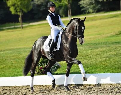 2018 PSI Auction Horse in the Spotlight: Zaid