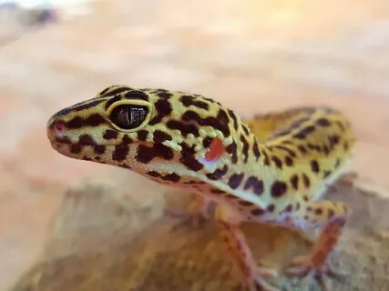 Leopard Gecko as Pets Breed Information, Care, Costs UKPets