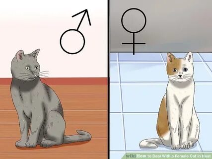 How to Deal With a Female Cat in Heat: 10 Steps (with Pictur