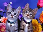 Gatos, Fondos de pantalla de gatos, Wallpapers HD Gratis