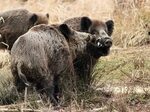 Pin on Wild boar fight