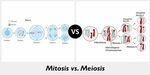 blackhole-designs: Difference Between Mitosis And Meiosis