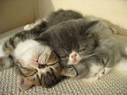 20 Adorable Pictures of Kittens Hugging Each Other