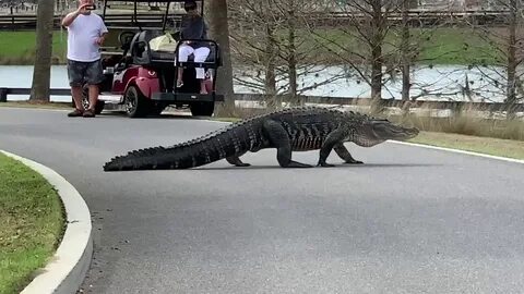 Enormous Alligator Strolls Across Road in Florida Retirement