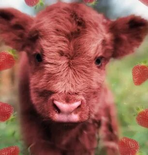 strawberry cow Fluffy cows, Cute baby cow, Cute cows