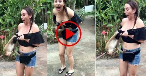 Mischievous Monkey Pulled Down Tourist's Top: Watch Video