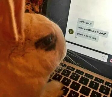 маленький кролик (@chss) / Twitter