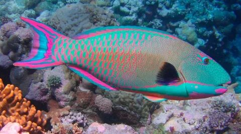 Juan Carlos González Andrés on Twitter Marine fish, Parrot f