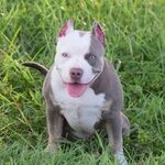 Best Champagne, Lilac & Blue Tri Colored American Bully Pupp