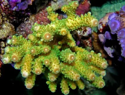 Акропора (Acropora) - Мелкополипные жёсткие кораллы - Морска