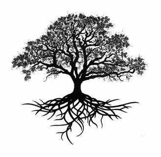 Drawing Of Oak Tree Tree Roots Tattoo - Google Search #drago