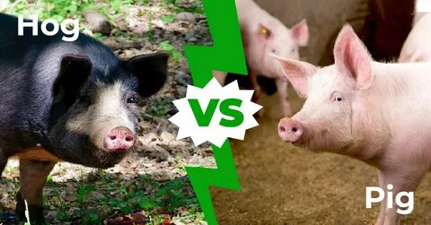 Hog vs Pig: 6 Main Differences - AZ Animals