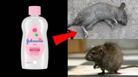 MAGIC JOHNSONS BABY OIL How To Kill Rats Within 5 minutes Ho