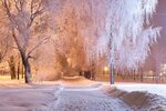 Обои снег, зима, дерево, замораживание, мороз - картинка на 