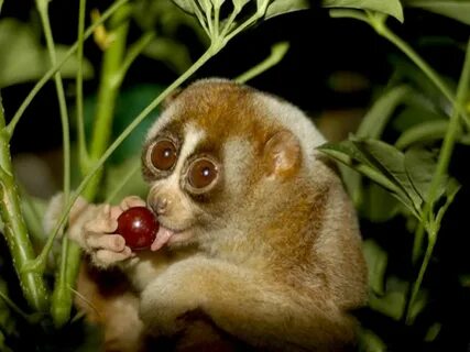 8 Cute Animals Which Are Secretly Evil Slow loris, Worlds cu