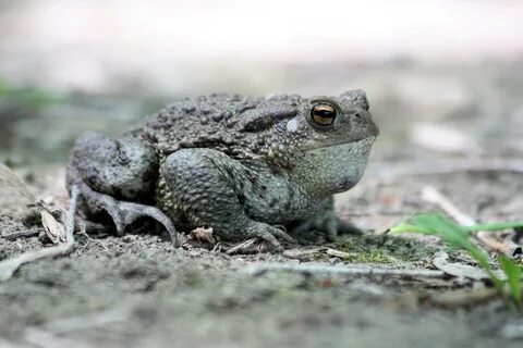 Free Images : nature, wildlife, frog, amphibian, fauna, clos