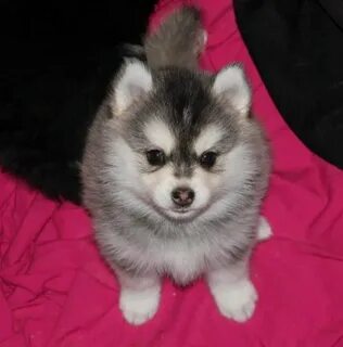 Pomsky Puppies for Sale in Maine Pomsky
