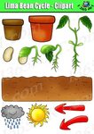 Plant Life Cycle Clipart - Lima Bean Set Bundle Graphics Com
