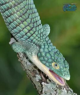 Abronia graminea Cute reptiles, Lizard, Amphibians