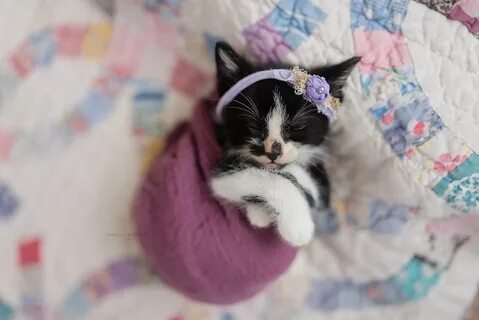 Newborn Kitten Photoshoot Kimberly Burleson Photography Newb