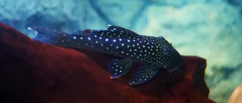 Plecostomus (Suckermouth Catfish) - the fishroom