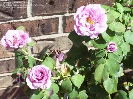 PlantFiles Pictures: Floribunda Rose 'Angel Face', 1 by elef