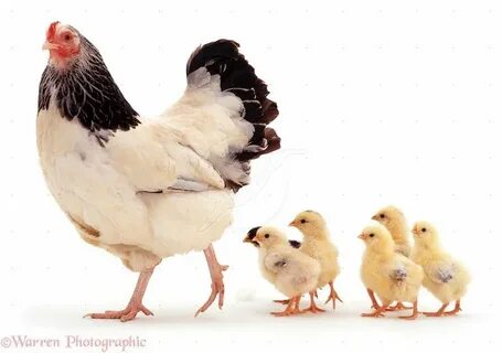 Hens and chicks, Animals, Beautiful chickens