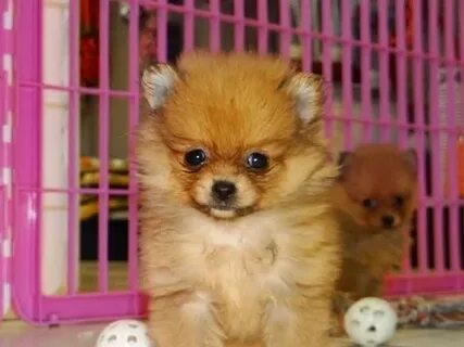 Pomeranian, Puppies, Dogs, For Sale, In Jacksonville, Florid