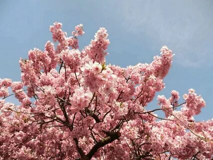 Японская сакура (50 фото) Фотографии сакуры. Красивые цветы