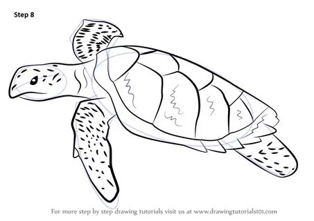 Outline Hawksbill Turtle Drawing : Sea Turtle Vector Drawing