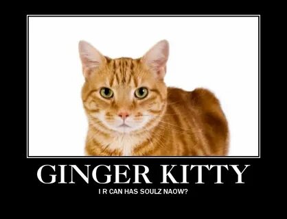Ginger Cat Memes - samberdesign