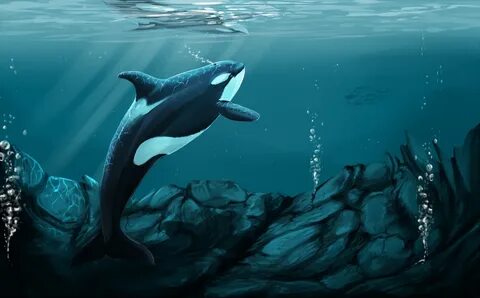 Orca bay - Weasyl