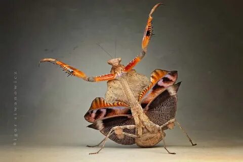 The Incredible Praying Mantis 25 pics (con imágenes) Tipos d