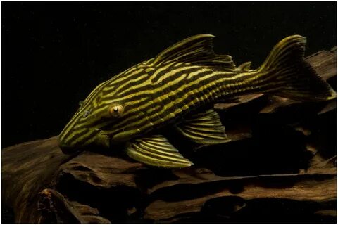Plecostomus Auctions - Tue May 31 02:58:33 2016 Tropical fis