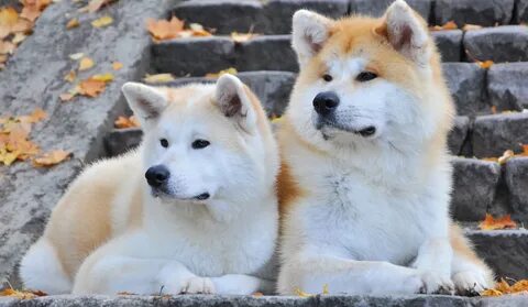 Images of japanese dogs