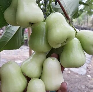 Jambu Fruit Tree / Rose Apple Plant Jambu Lassana Com Online