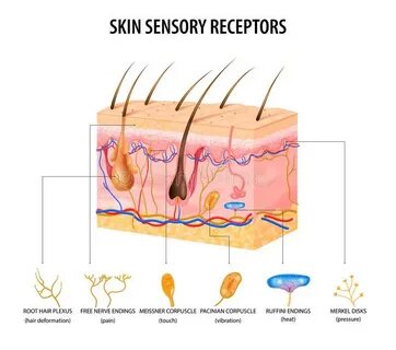 Sensory Receptors Skin Stock Illustrations - 54 Sensory Rece
