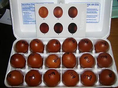 Sponsored)(eBay) 10+ BLUE MARANS Hatching Eggs Egg nutrition