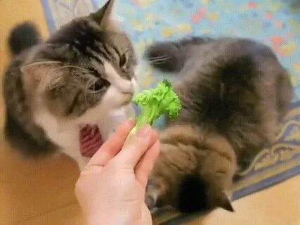 Broccoli cats neckties GIF on GIFER - by Malahelm