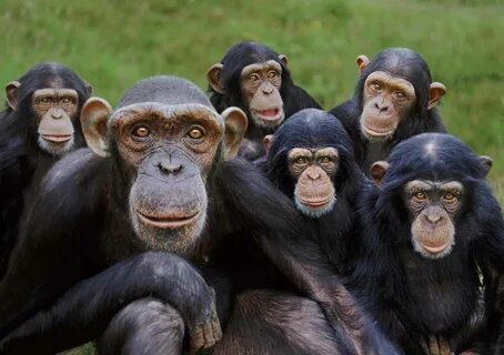 PsBattle: Six chimps posing for the camera Monkeys funny, Mo