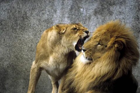 Aggression Lion couple, Lion pictures, Lion love