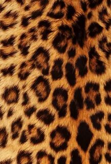 ♥ Leopard. ♥ on Pinterest Leopard Print Wallpaper, Leopard .